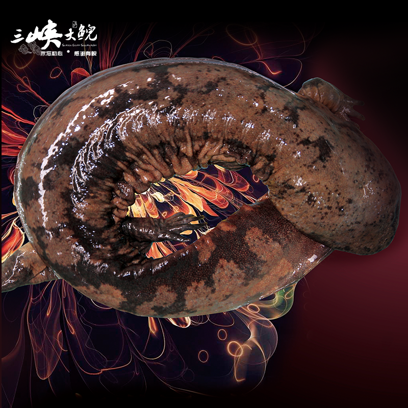 【有機(jī)認(rèn)證】長(zhǎng)生走魚(yú)來(lái)自三峽庫(kù)區(qū)無(wú)人區(qū)和涵養(yǎng)區(qū)（長(zhǎng)生灣年產(chǎn)60萬(wàn)尾，長(zhǎng)生淀年產(chǎn)60萬(wàn)尾）