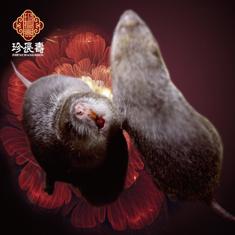 【有機(jī)認(rèn)證】只吃竹子，不是鼠的“鼠”（長(zhǎng)生淀基地年產(chǎn)10萬(wàn)只）