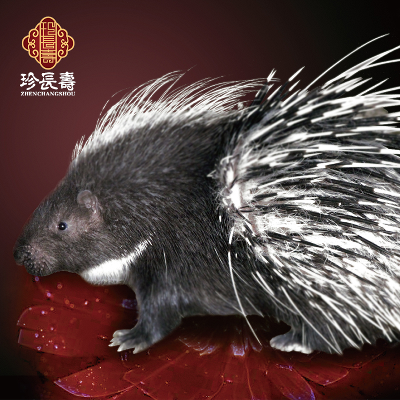 【有機(jī)認(rèn)證】周身是寶，不是豬的“豬”（長(zhǎng)生淀基地年產(chǎn)量1萬(wàn)頭）