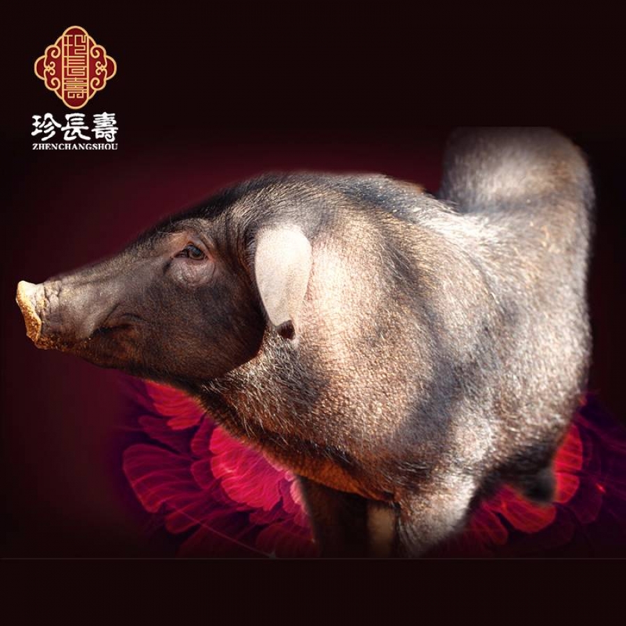 【有機(jī)認(rèn)證】比羊吃草還多的豬，真正的食草豬（長(zhǎng)生淀年產(chǎn)3萬(wàn)頭）